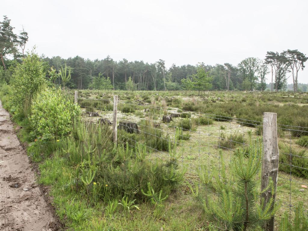 Luxurious Chalet In Oud Turnhout With Large Garden Villa Oud-Turnhout Buitenkant foto